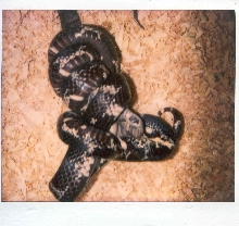 Eastern king Vs Southern copperhead 2