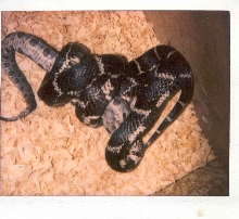Eastern king Vs  Southern copperhead 1