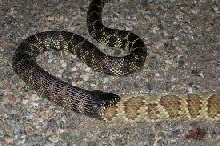 Desert King chowing down rattlesnake