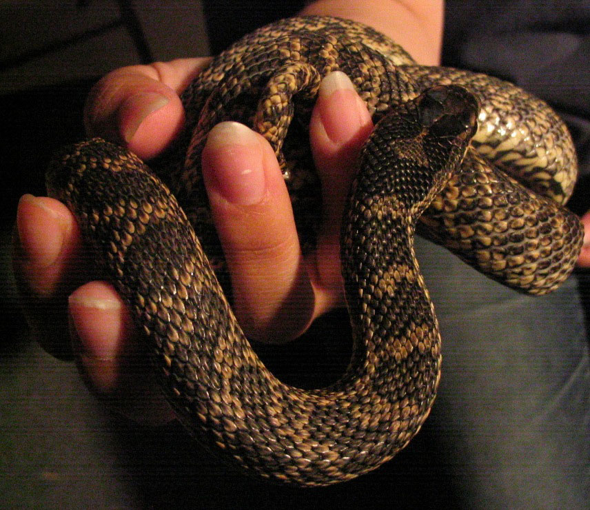 bulgarian rat snake - female