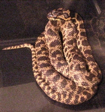 bulgarian rat snake male