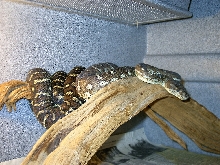 female