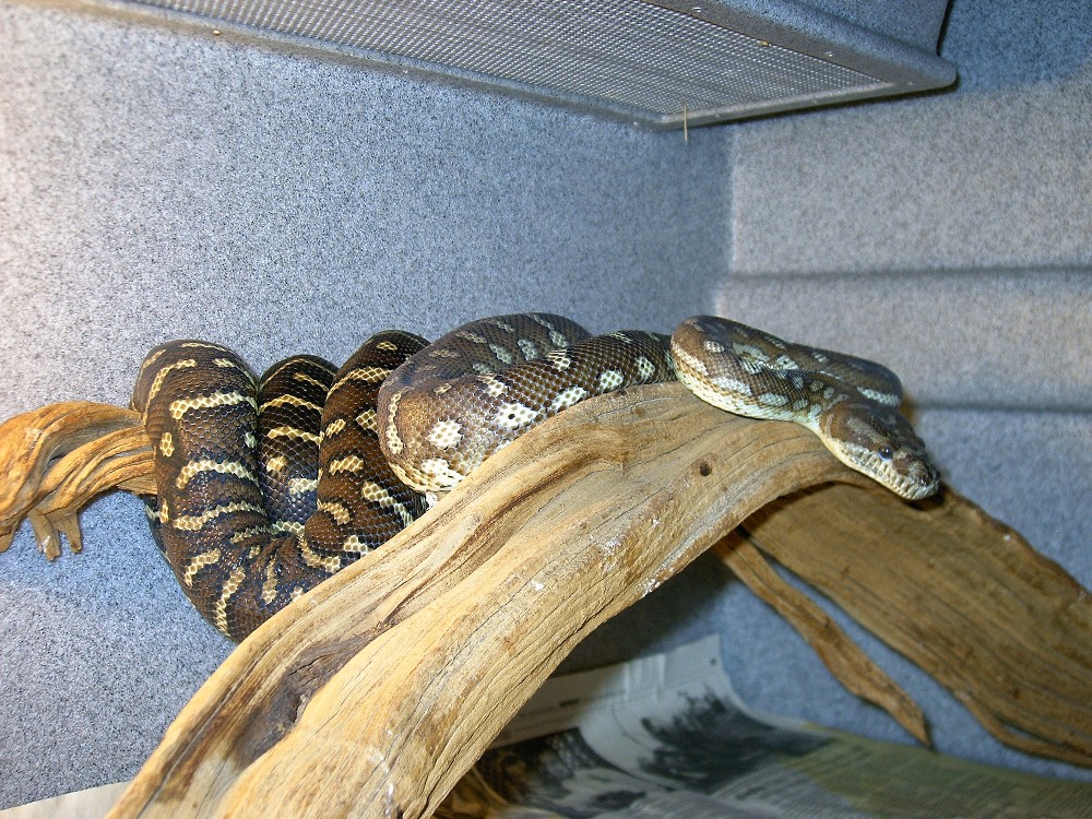 female