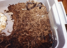 hatching white lip pythons