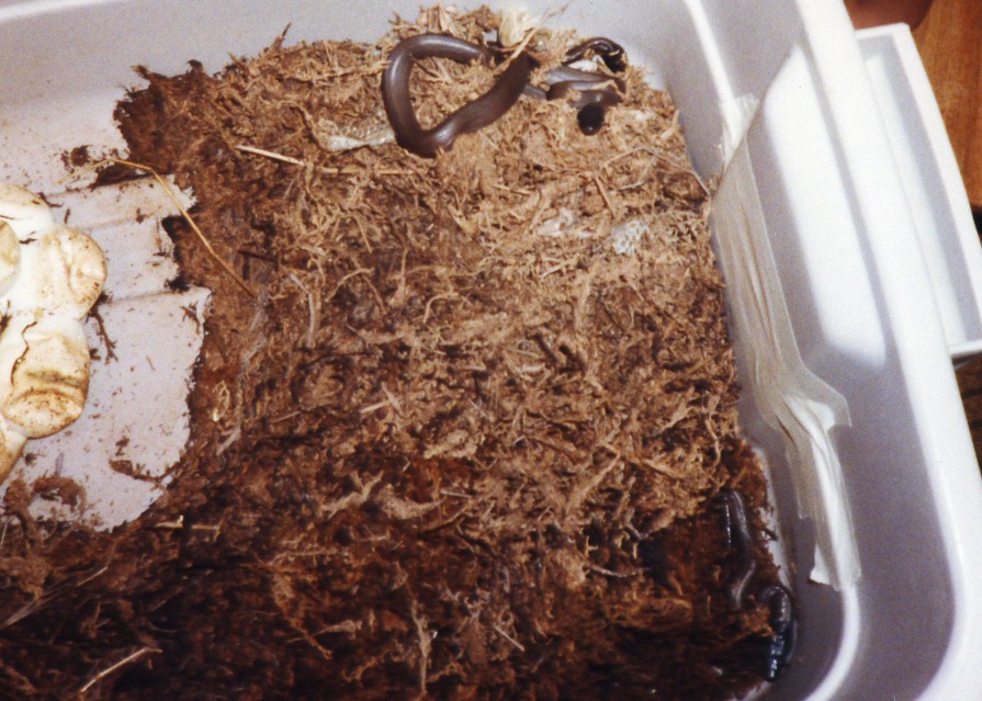 hatching white lip pythons
