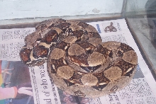 Red Tail