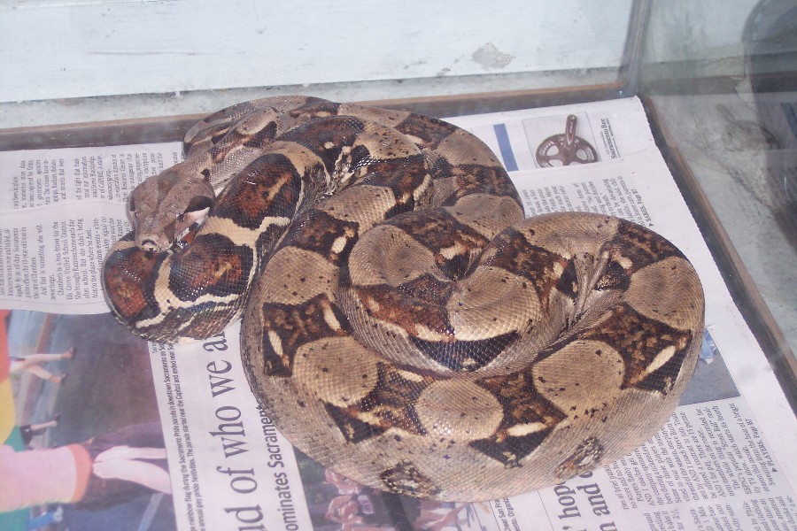 Red Tail