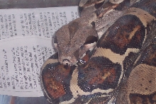 Red Tail