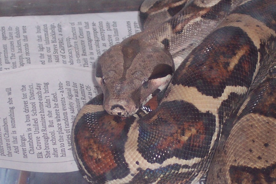 Red Tail