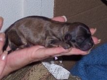 New addition to family