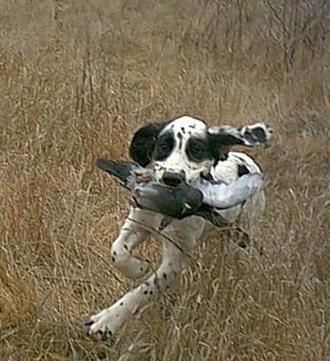 Dicer in Field