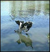 Gracie on water retrieve