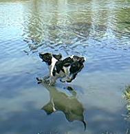 Gracie on water retrieve