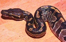 Borneo Ball