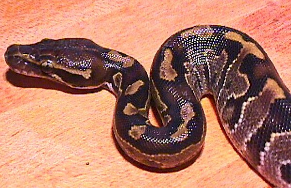 Borneo Ball