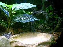 My BP set up