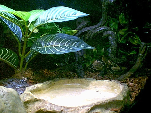 My BP set up