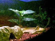 Another angle of BP set up