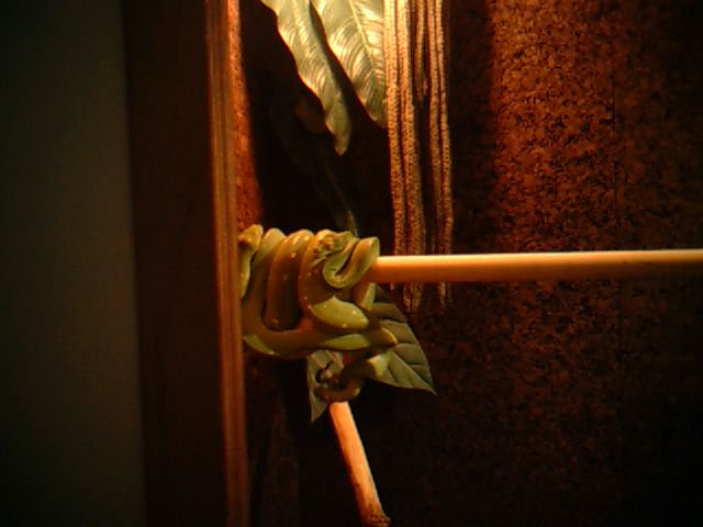 mating tree pythons