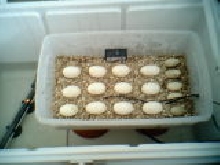 tree python eggs