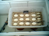 tree python eggs