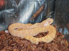albino scalless rattlesnake