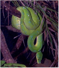 python test