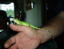 Houdini