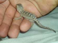 First Baby
