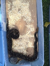 Leopard Boa 1