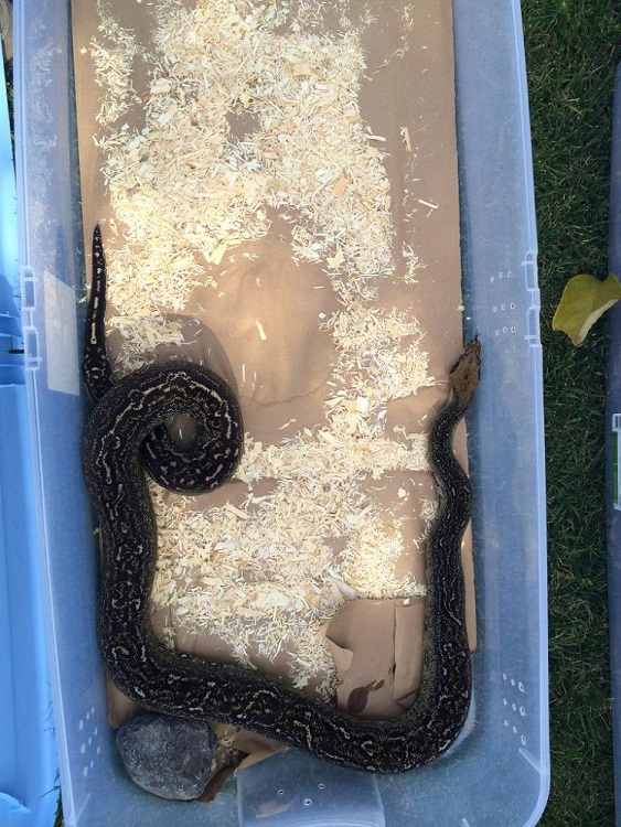 Leopard Boa 1