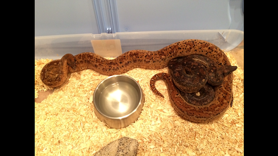 Hypo Leopard Boa 1