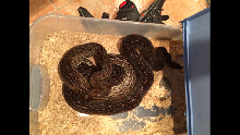 Leopard Boa 2