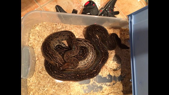 Leopard Boa 2