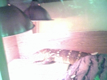 Large Ornate Nile Monitor