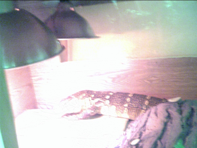 Large Ornate Nile Monitor