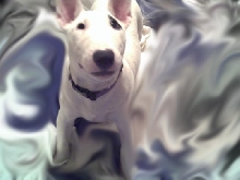 My Dog..