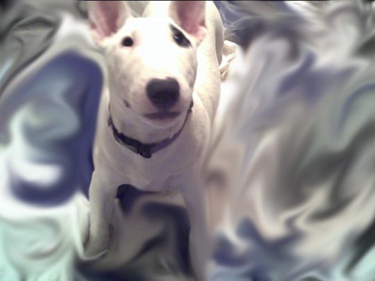 My Dog..