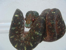 blue mite phase chondro