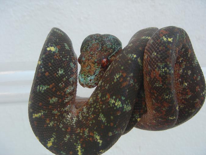 blue mite phase chondro