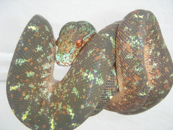 blue mite phase chondro
