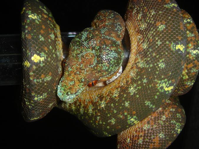 blue mite phase chondro