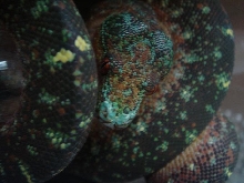blue mite phase chondro