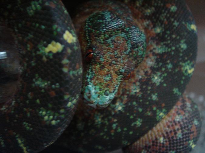 blue mite phase chondro