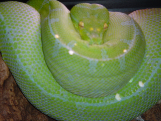 green tree python