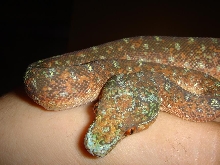 black tree python