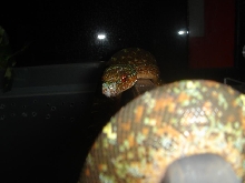 black tree python