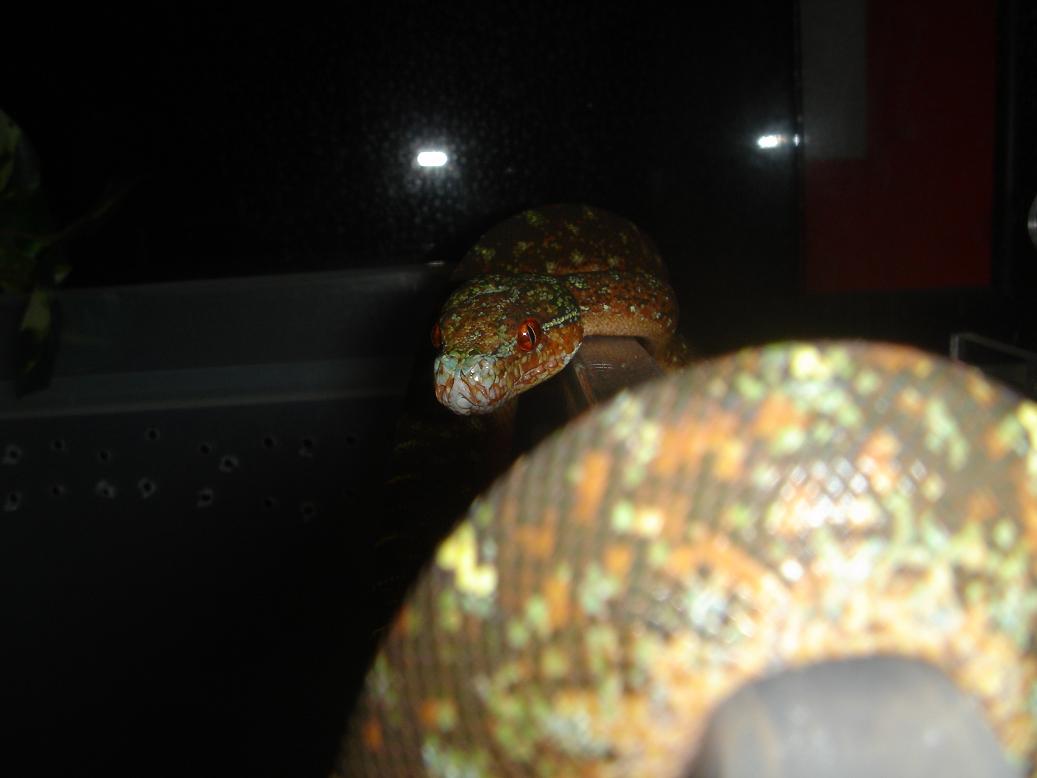 black tree python