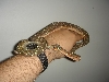 black tree python