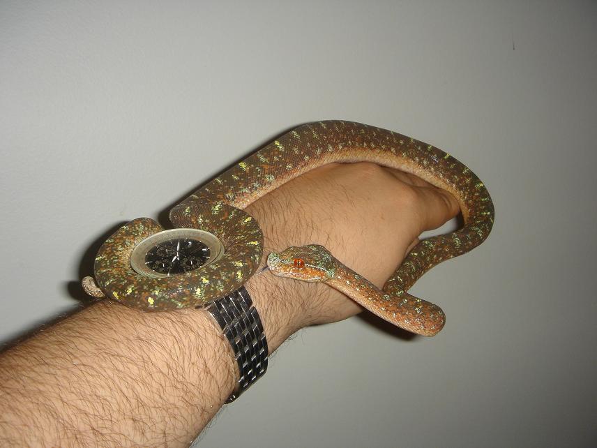 black tree python
